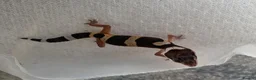 Gecko reptiles for sale: Lepord gekos black night x tangerine babys in Tiverton - Advert 6