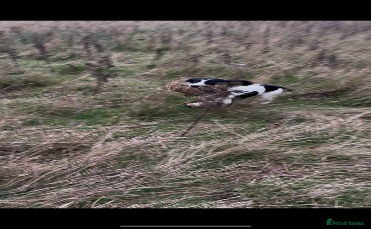 English Springer Spaniel dogs - Advert 4