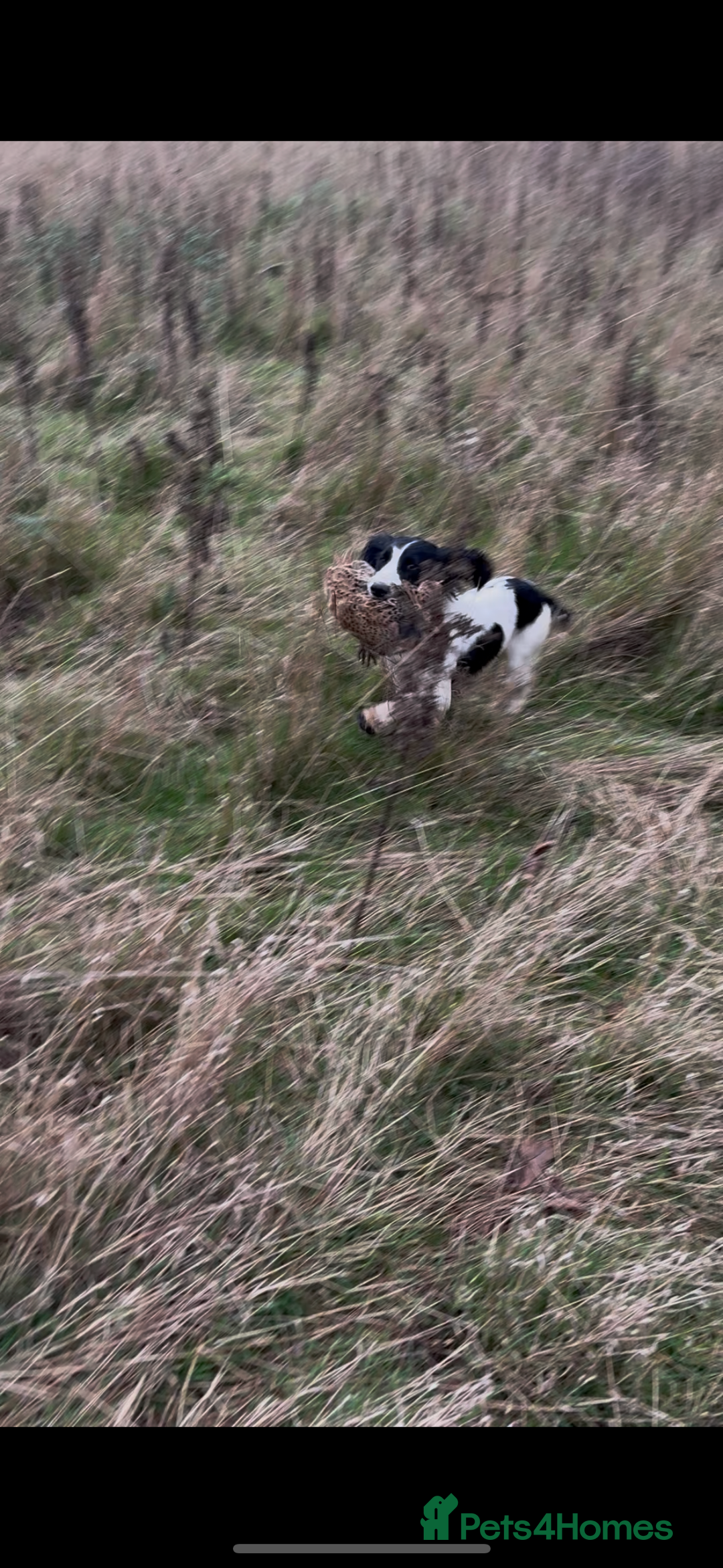 English Springer Spaniel dogs for sale: Trained springer spaniel dog - Image 1
