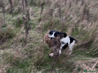 English Springer Spaniel dogs - Advert 28