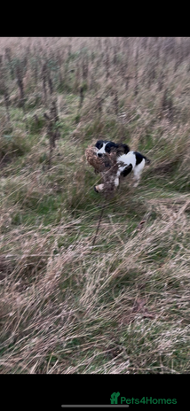 English Springer Spaniel dogs - Advert 1