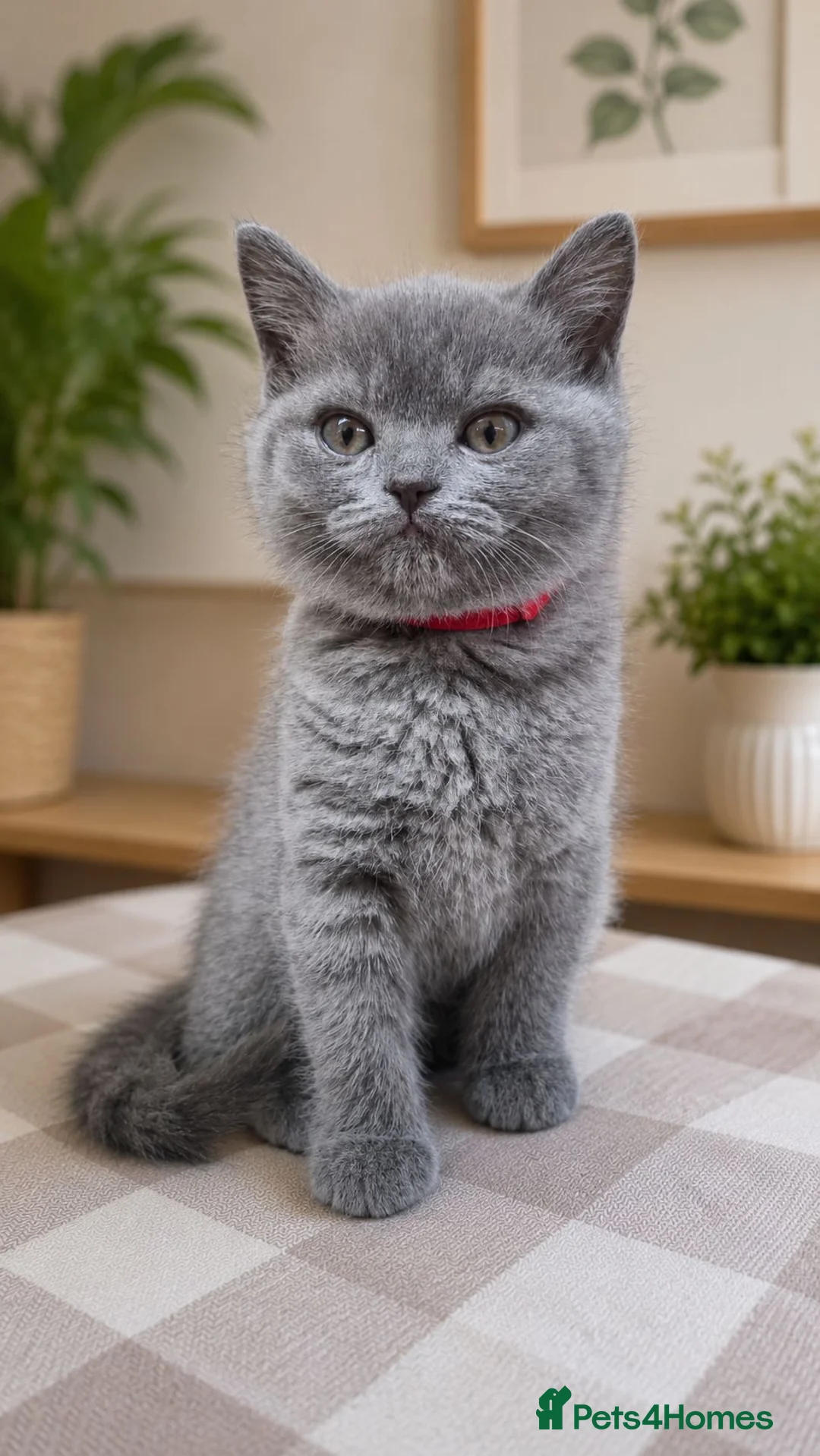 British Shorthair cats for sale: BeautifulBritish Shorthair Kittens in London - Advert 4