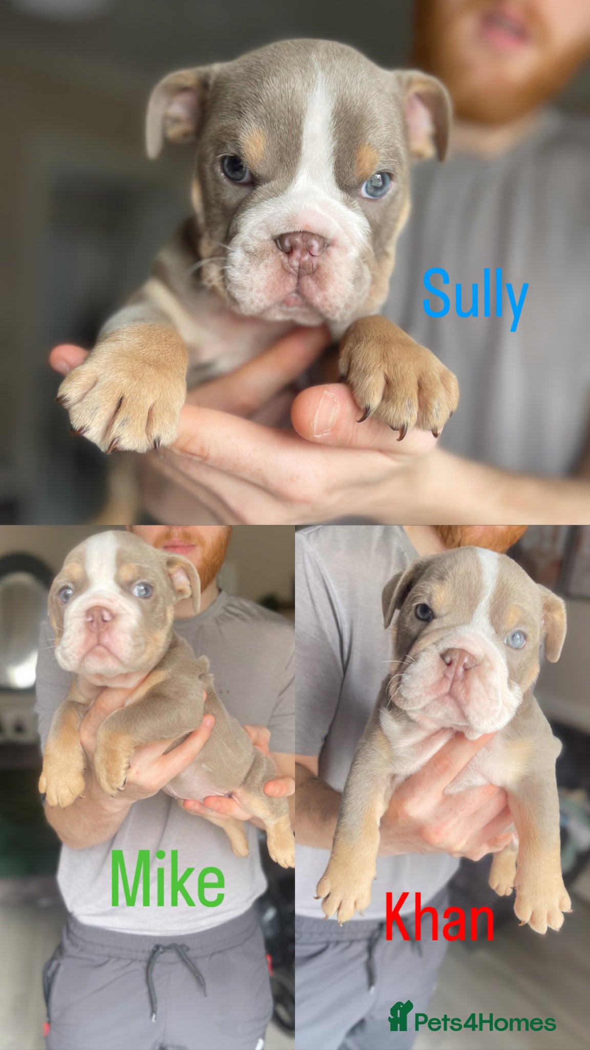 English Bulldog dogs AVAILABLE NOW WE HAVE 3 ENGLISH BULLDOG PUPS LEFT  - Advert 14