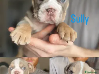 English Bulldog dogs AVAILABLE NOW WE HAVE 3 ENGLISH BULLDOG PUPS LEFT - Advert 14