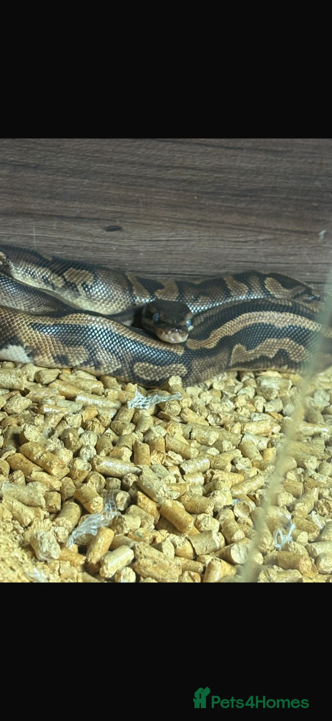 Boa Snake reptiles for sale: Mixed ball pythons with complete setup  - Advert 2
