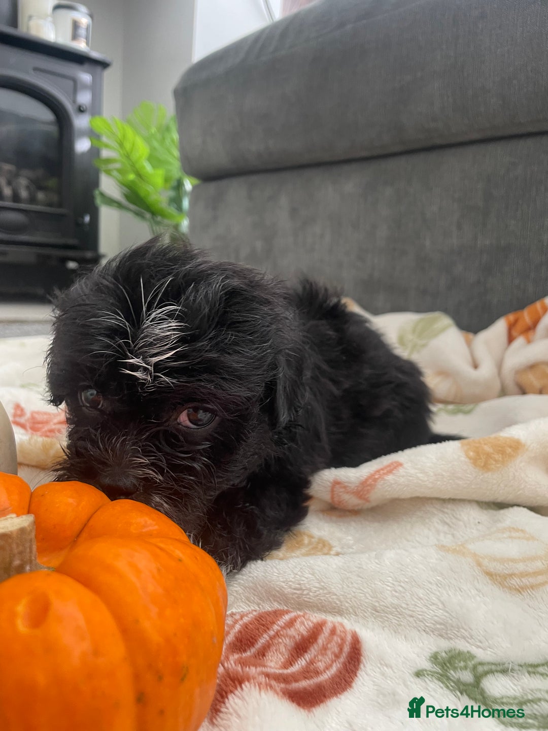 Mixed Breed dogs for sale: Maltese cross La Chon puppies  - Image 35