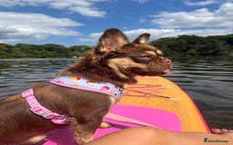 French Bulldog dogs for sale: Rojo & tan visual fluffy French bulldog  in Lowestoft - Image 7