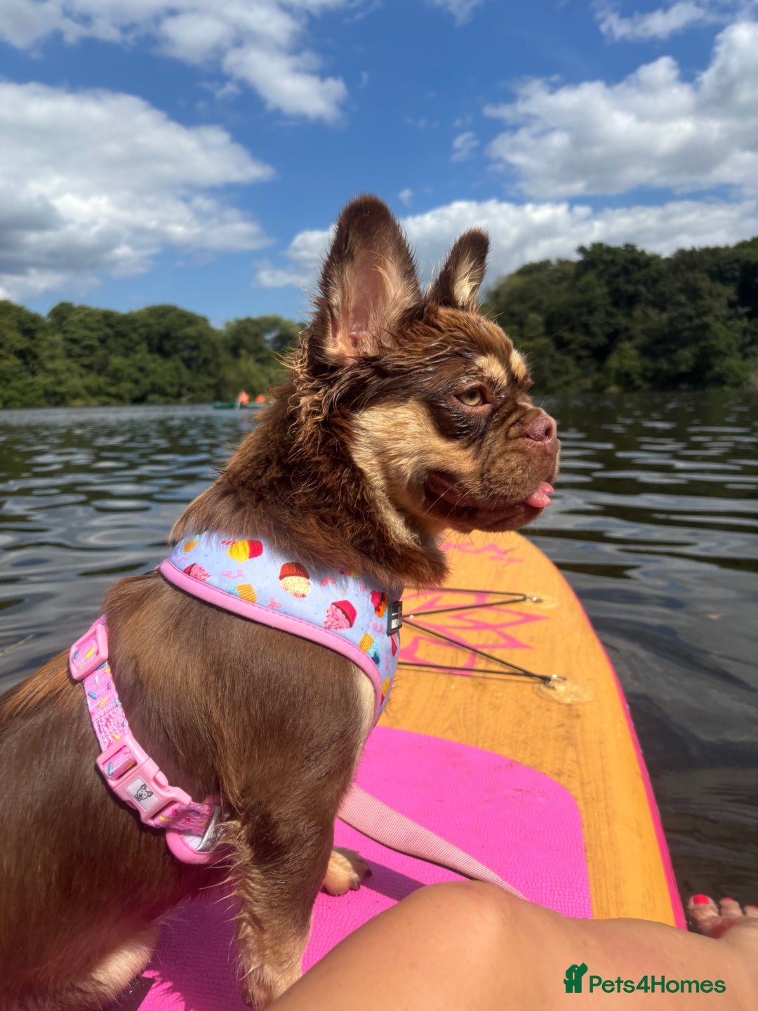 French Bulldog dogs for sale: Rojo & tan visual fluffy French bulldog  in Lowestoft - Image 7