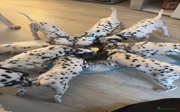 Dalmatian dogs for sale: Dalmatian Puppies 1 GIRL LEFT - Image 2