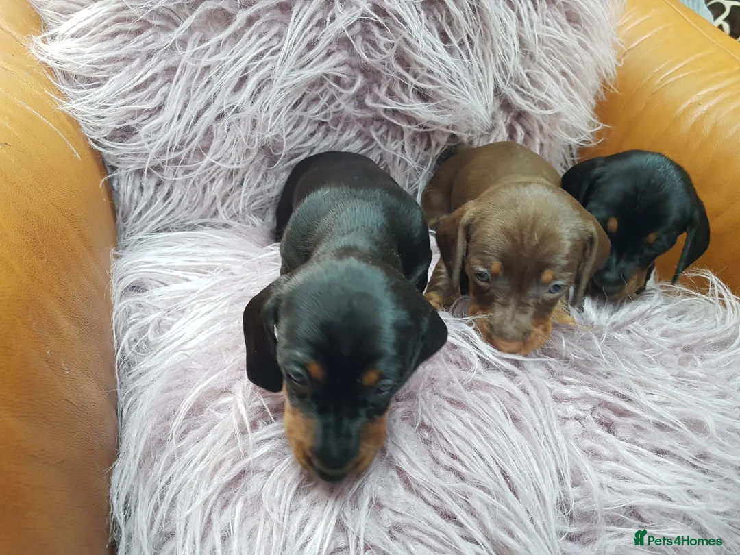 Dachshund dogs for sale: Beautiful short haired dachshund puppies for sale - Advert 2