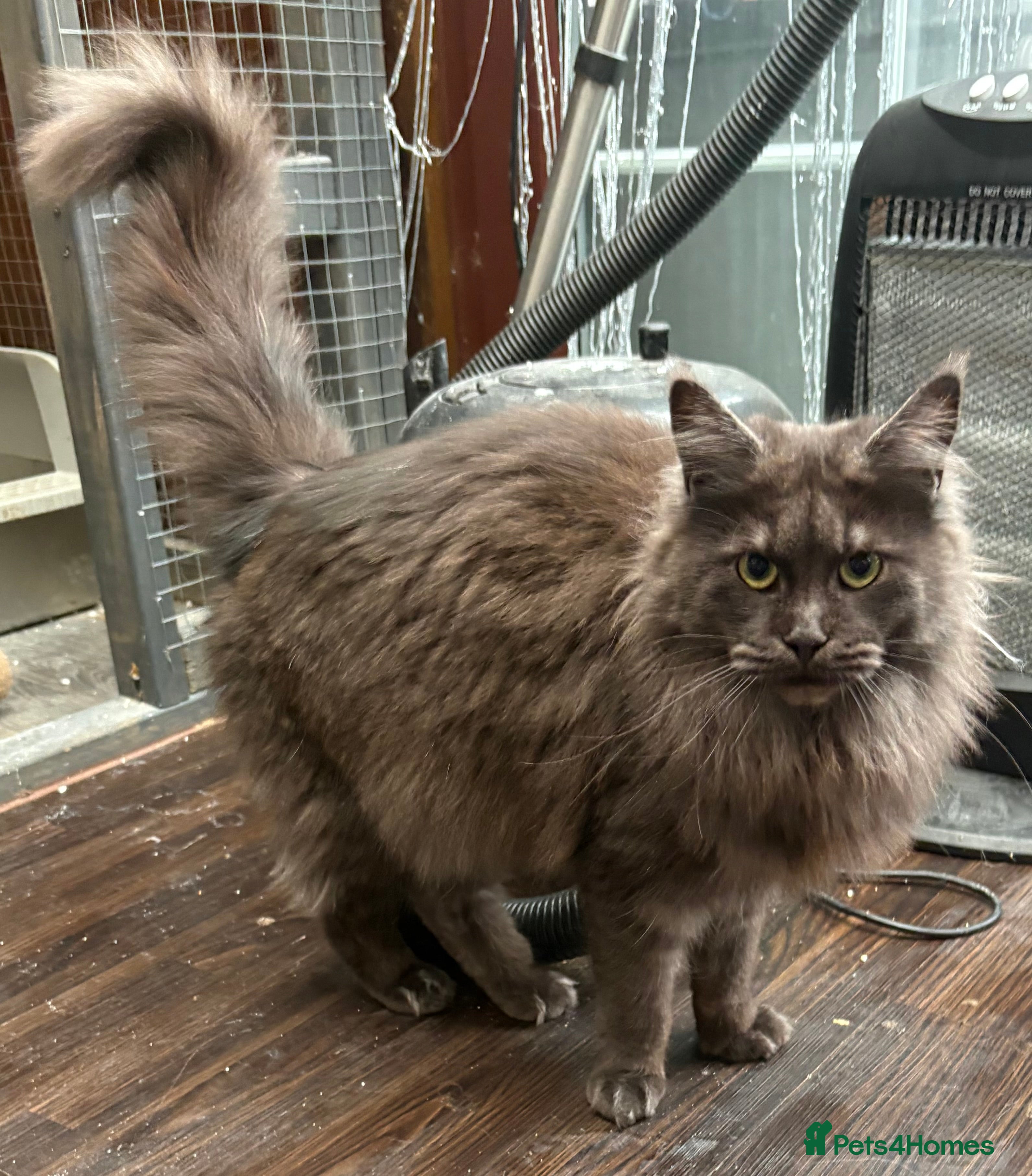Maine Coon cats Maincoon 2 girls GCCF  registered 1 ACTIVE 1 not  - Advert 4