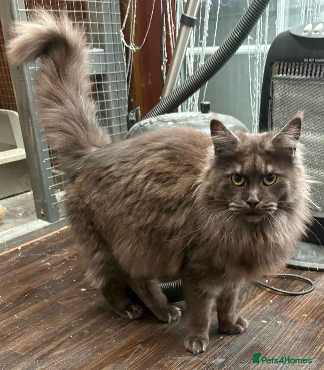 Maine Coon cats for sale: Maincoon girls blacksmoke  on active ,silver tabby - Advert 2