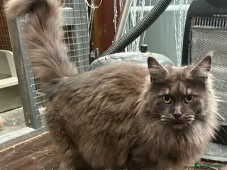 Maine Coon cats Maincoon 2 girls GCCF registered 1 ACTIVE 1 not - Advert 4