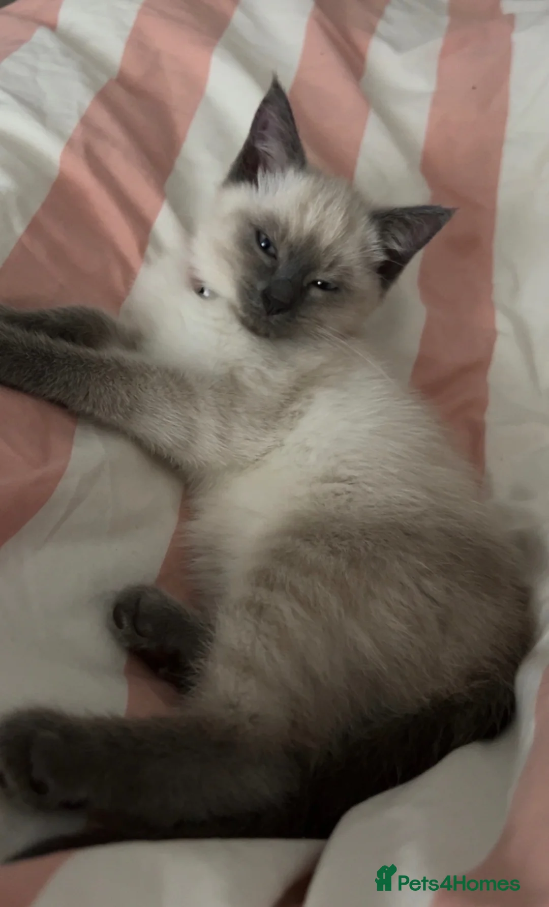 Ragamese cats for sale: 3/4 Ragdoll 1/4 Siamese female - Advert 2