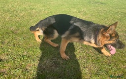 German Shepherd dogs for sale: 25 years experience breeding German Shepherds  - Image 9