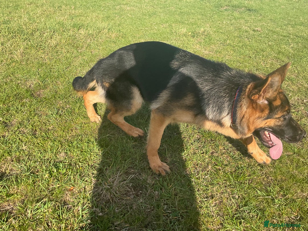 German Shepherd dogs for sale: 25 years experience breeding German Shepherds  - Image 9