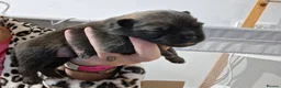 Pomeranian dogs for sale: Beautiful pomeranian pups just born!! - Advert 16