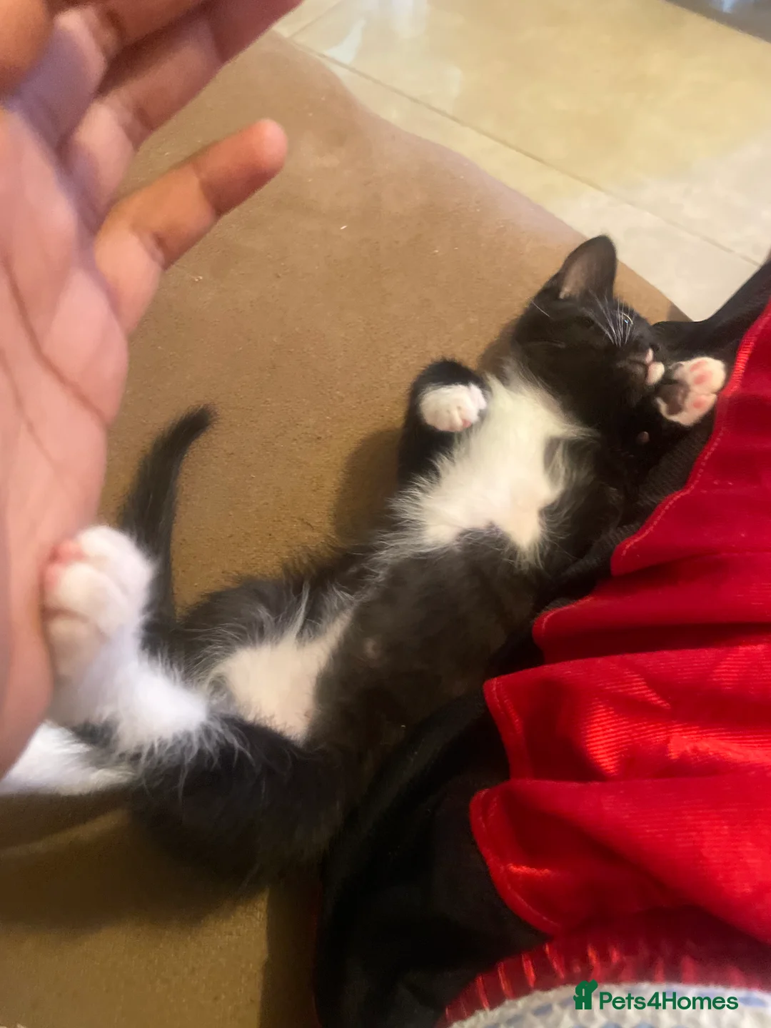 Domestic Shorthair cats for sale: Three loveable tuxes :) in Harlow - Advert 1
