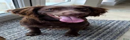 Mixed Breed dogs for sale: Sprockerdoo  in Bexhill-on-Sea - Advert 2