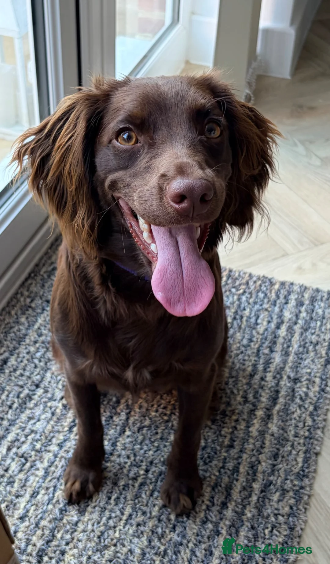 Mixed Breed dogs for sale: Sprockerdoo  in Bexhill-on-Sea - Advert 2