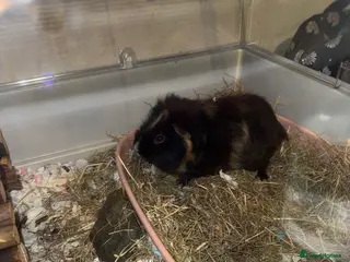 Guinea Pig rodents 12 Guinea pigs - Advert 14