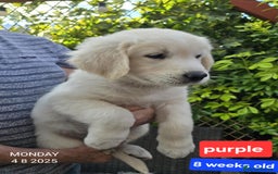 Golden Retriever dogs for sale: * 1 boy left *Golden Retriever Puppies KC Reg .  - Image 14