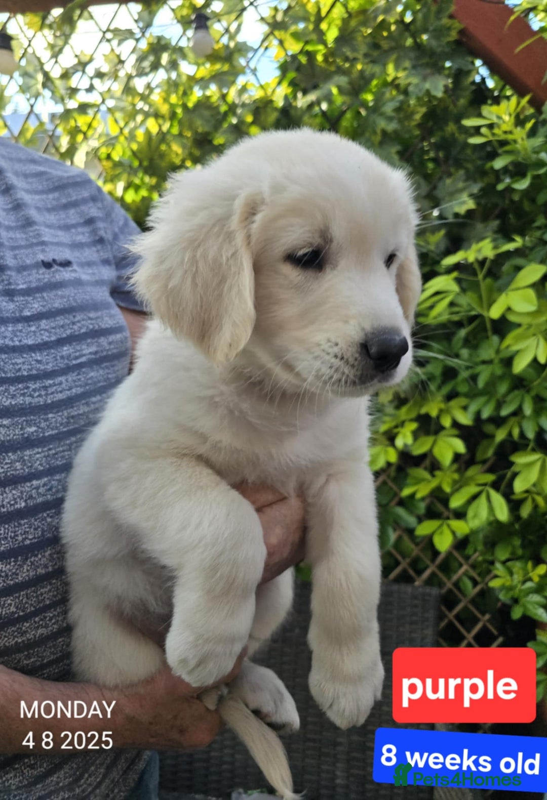 Golden Retriever dogs for sale: * 1 boy left *Golden Retriever Puppies KC Reg .  - Image 14