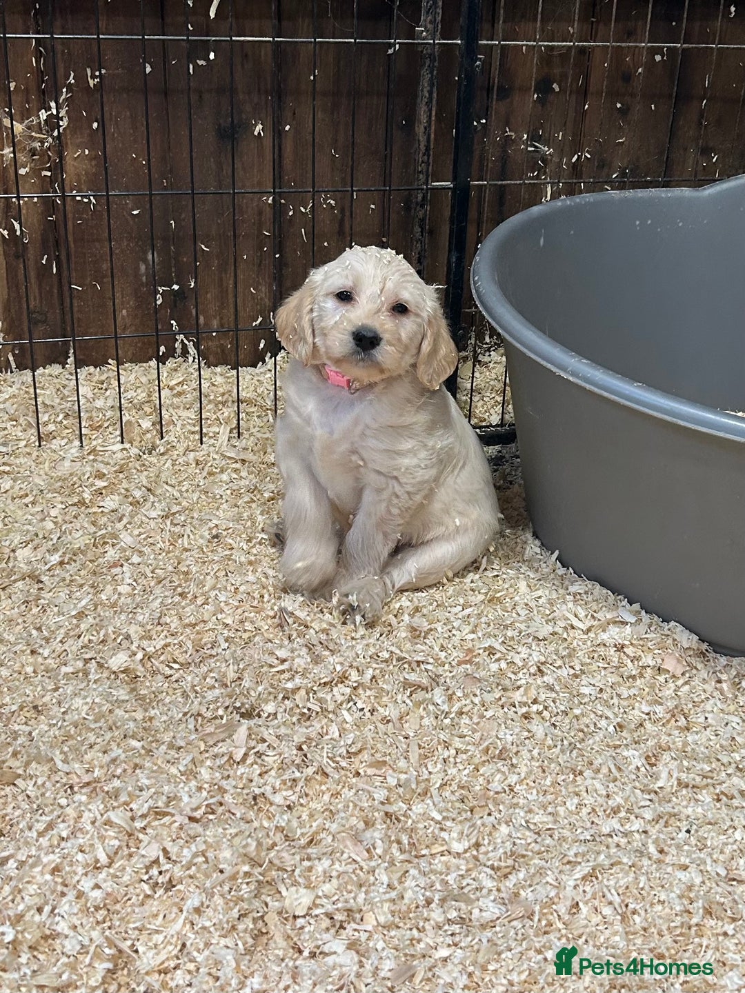 Labradoodle dogs for sale: Miniature Labradoodle Puppies ready 22/11/25 - Advert 5