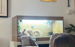 Bearded Dragon reptiles for sale: For Sale: Bearded Dragon with Complete Setup - Image 1