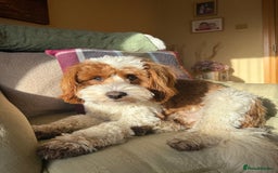 Cavapoo dogs for stud: Cavapoo for stud - Image 6