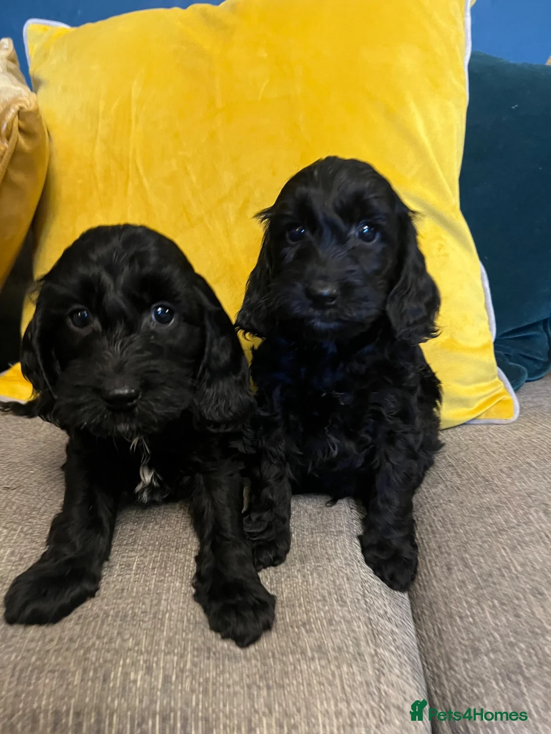 Cockapoo dogs for sale: Cockapoo puppies from health clear parents  - Advert 14