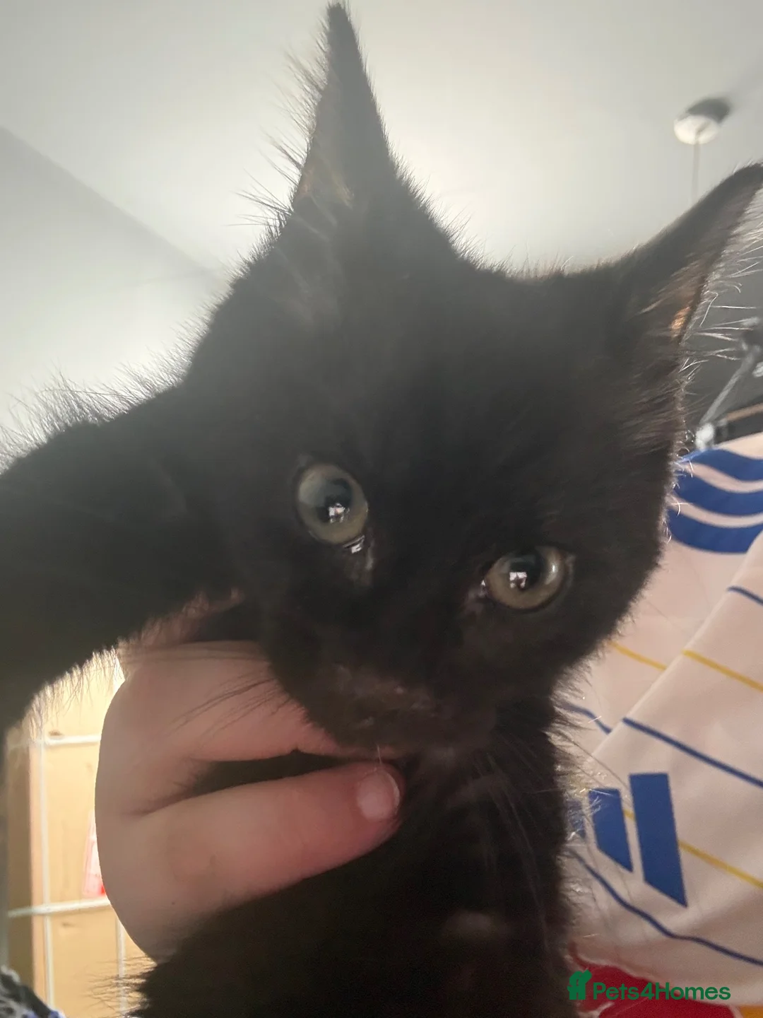 British Shorthair cats for sale: Black and Tabby Kitten - Advert 7