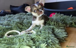 Chihuahua dogs for sale: BOY  Ready To Go✔️ in Basildon - Image 14