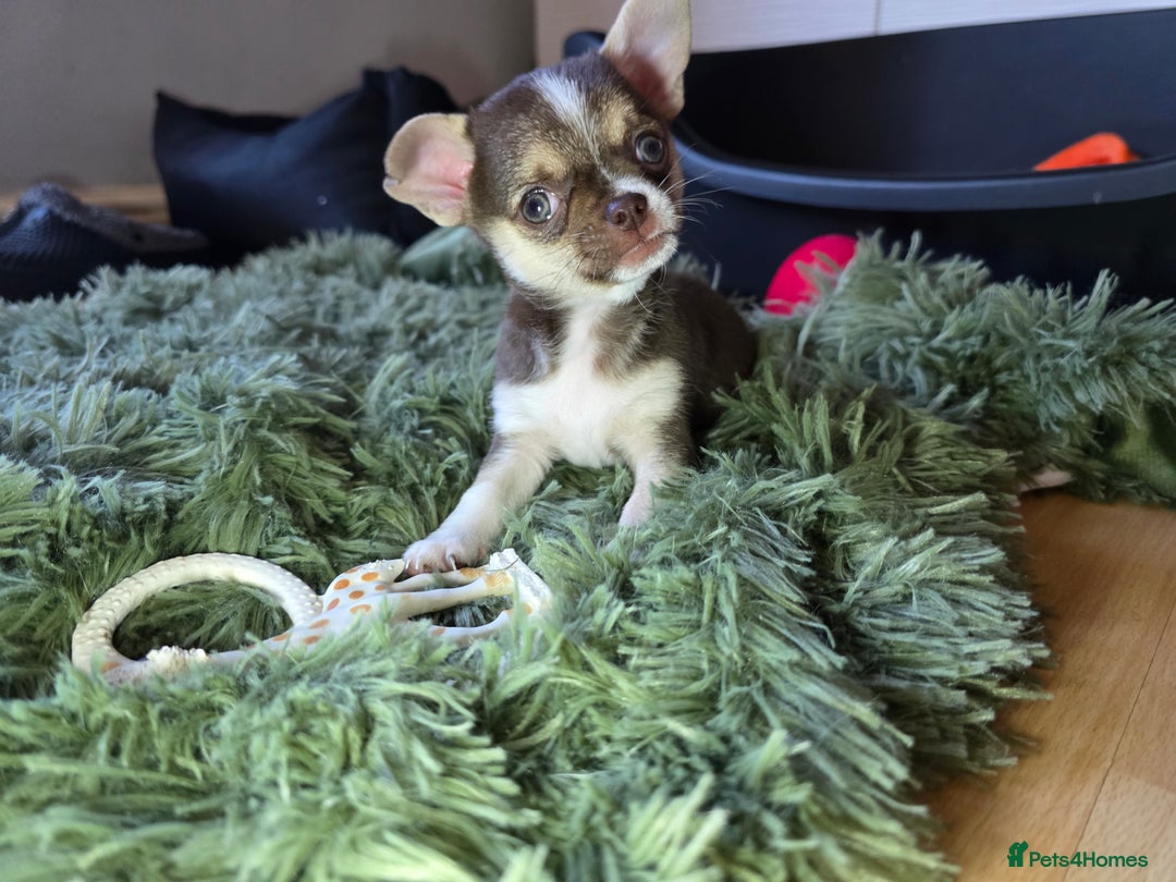 Chihuahua dogs for sale: BOY  Ready To Go✔️ in Basildon - Image 14