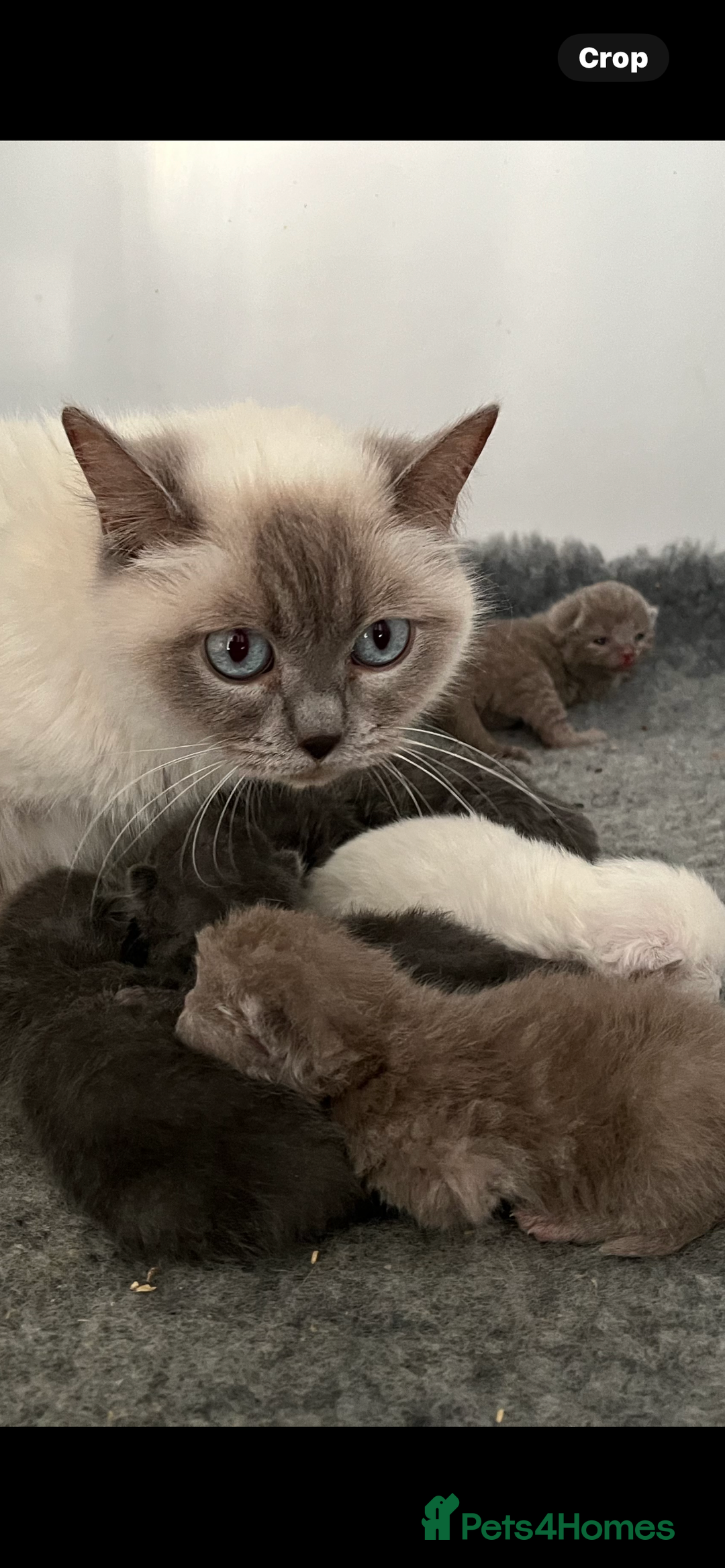 British Shorthair cats for sale: Stunning pure British shorthaired kittens - Image 3