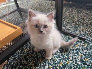 Ragdoll cats - Advert 12