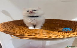 Ragdoll cats for sale: Pure fluffy Ragdoll kittens looking for5 star home - Image 21