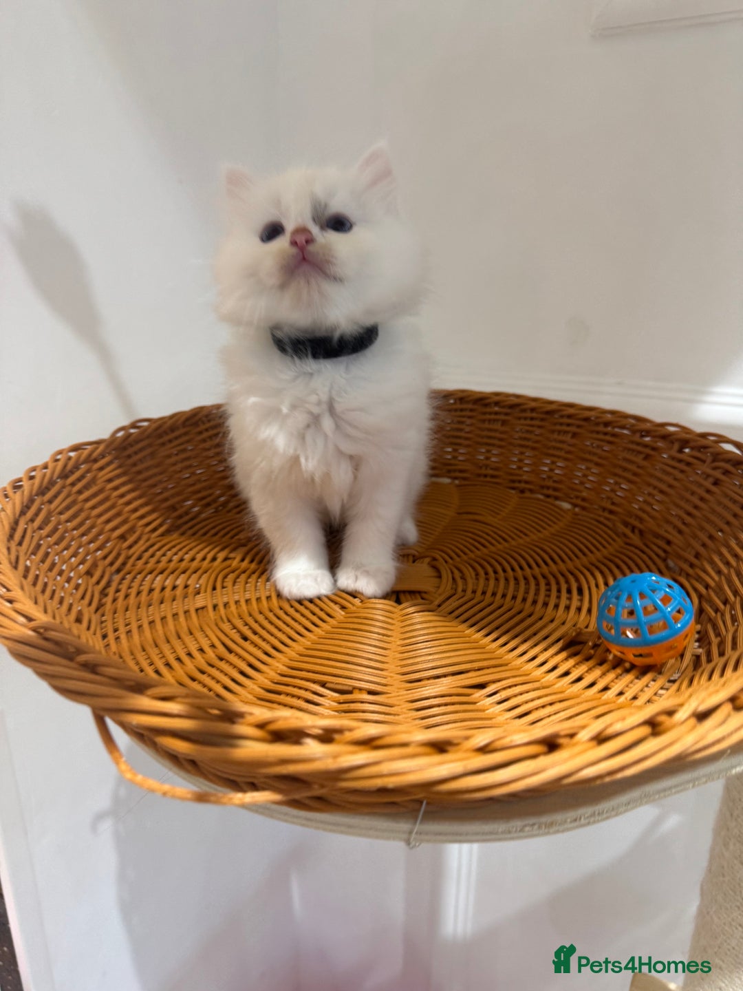 Ragdoll cats for sale: Pure fluffy Ragdoll kittens looking for5 star home - Image 21