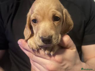 Miniature Dachshund dogs Beautiful miniature dachshunds - Advert 10