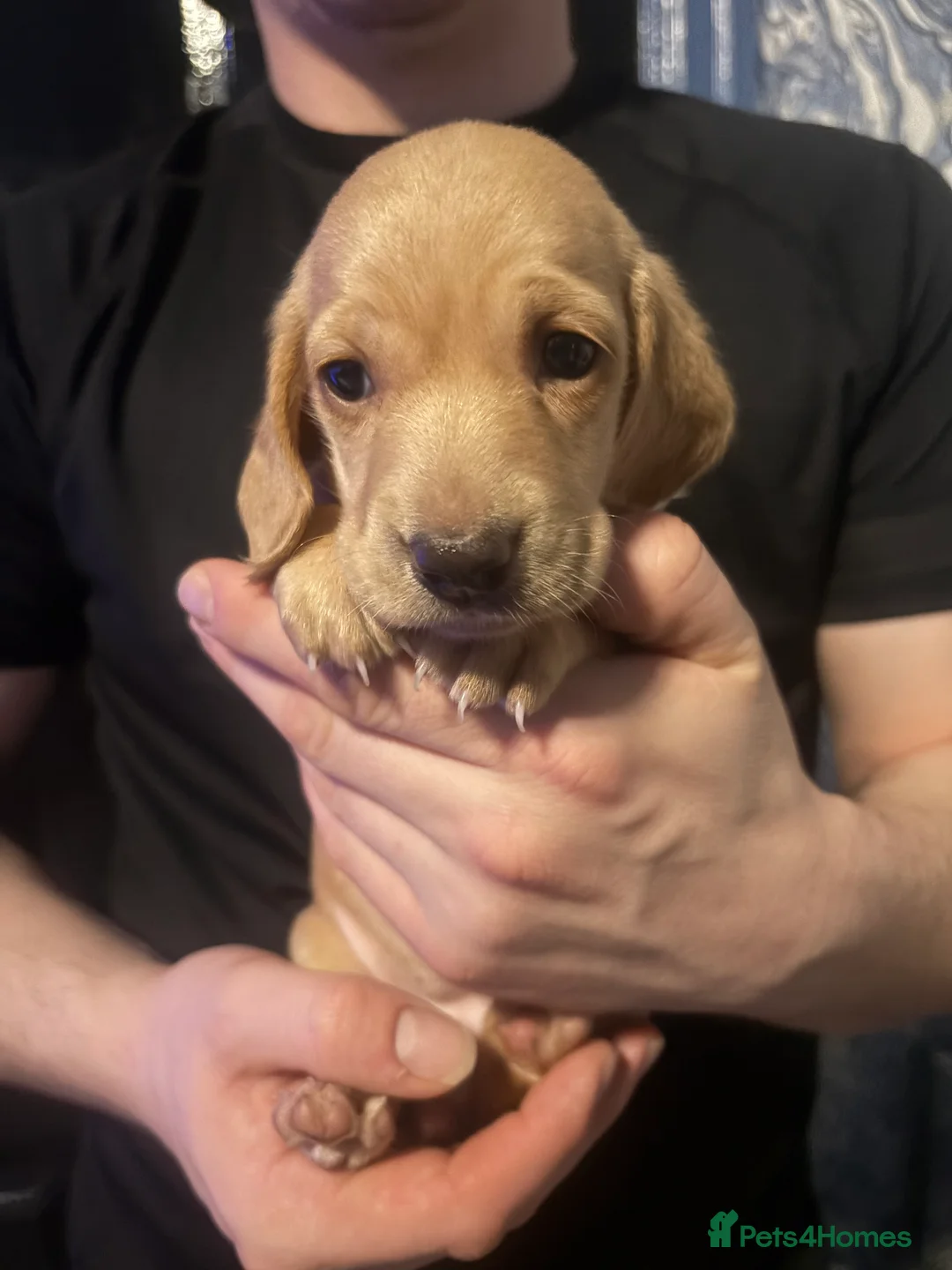 Miniature Dachshund dogs for sale: Ready now Beautiful miniature dachshunds  - Advert 2