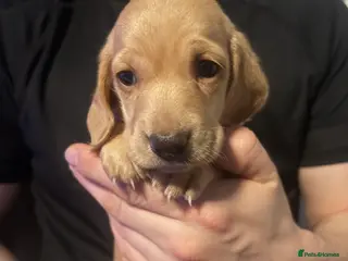 Miniature Dachshund dogs Beautiful miniature dachshunds - Advert 18