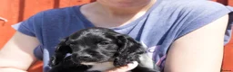 Cocker Spaniel dogs for sale: KC Black male cocker spaniel ready to leave - Advert 2