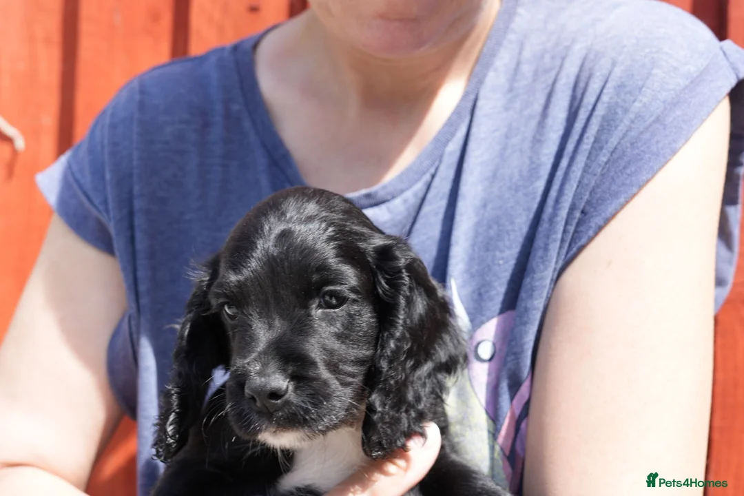 Cocker Spaniel dogs for sale: KC Black male cocker spaniel ready to leave - Advert 2