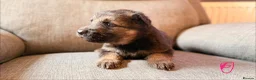 German Shepherd dogs for sale: KC registered German shepherd puppies.  - Advert 12