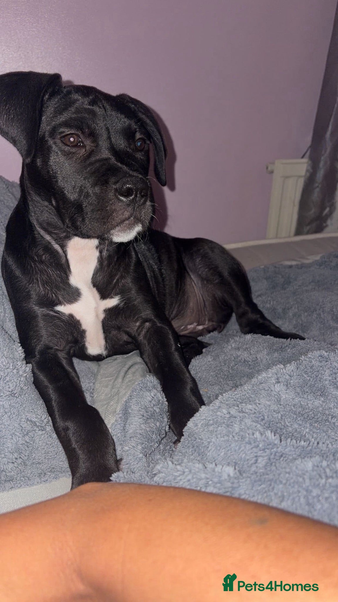 Presa Canario dogs Presa Canario Pup  - Advert 1