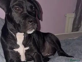 Presa Canario dogs Presa Canario Pup - Advert 1