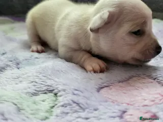 Chihuahua dogs 5 beautiful smooth coat chihuahuas - Advert 16