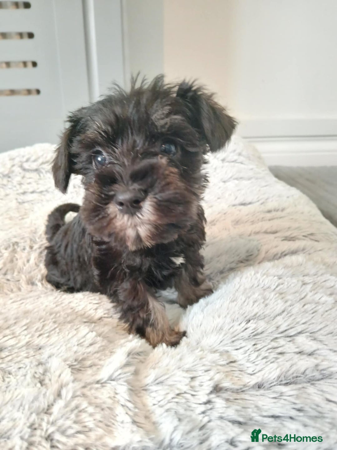 Miniature Schnauzer dogs for stud: KC reg Miniature Schnauzer Proven 'super' Stud  in Cockermouth - Advert 11