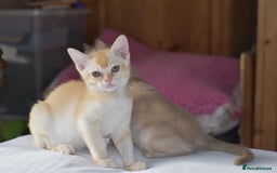 Burmese cats for sale: Beautiful Burmese  - Image 1