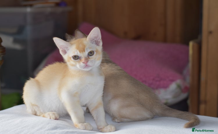 Burmese cats - Advert 1